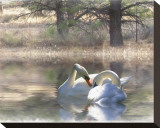 Wintering Swans