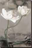 White Tulip Celebration I