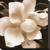 Magnolia Close Up II