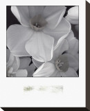 Narcissi for the Wedding II