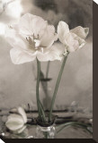 White Tulip Celebration II