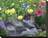Lazy Spring