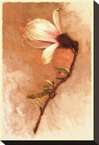 Magnolia and Cream I