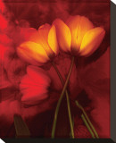Tulip Fiesta in Red and Yellow I