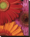 Gerbera Trio
