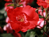 Roses 2