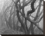 Potato Creek Gnarled Trees Black and White