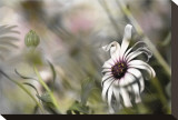 Silver Daisy I
