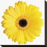 Yellow Gerbera
