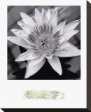 Charming Waterlily