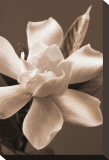 Magnolia in Sepia