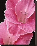Gladiolus V