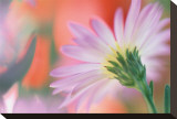 Silvery Aster