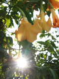 Shining Place