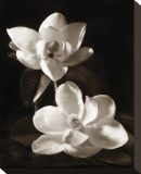 Magnolia II