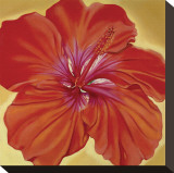 Orange Hibiscus