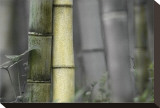 Bamboo