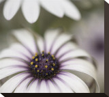 Silver Daisy II