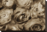 Sepia Roses
