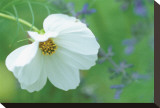 White Cosmos