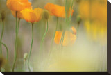 Orange Tulip Mist