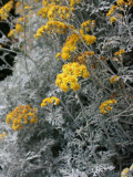 Fortunate Yellow Flower