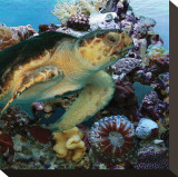 Sea Turtle IV