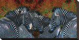 Zebras