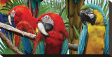Macaws