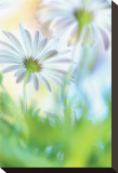 Daisy Dance