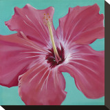 Coral Hibiscus