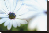 Daisy Blue I