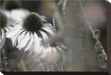 Echinacea Cone Flower