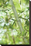 Bamboo I