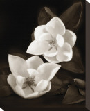 Magnolia I