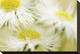 Fragile Beauty