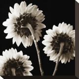 Sunflowers Trio