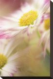 Pink Daisy