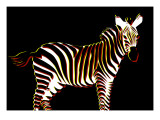 Zebra in Black Horizontal