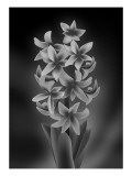 Hyacinth Mono