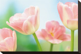 Pretty in Pink
