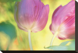 Tulip Twirl