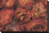 Antique Roses