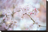 Blooming Beauty