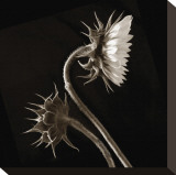 Two Sunflowers