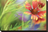 Blanket of Color