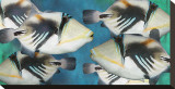 Huma Picasso Triggerfish II