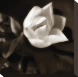 Magnolia Unfolding