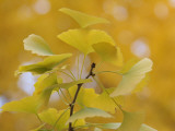 Ginkgo
