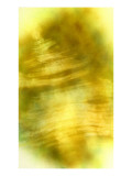 Nirvana: The Dandelion Felt the Existence of the Wind